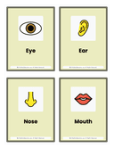 Kindergarten Body Parts Flash Cards thumbnail 1