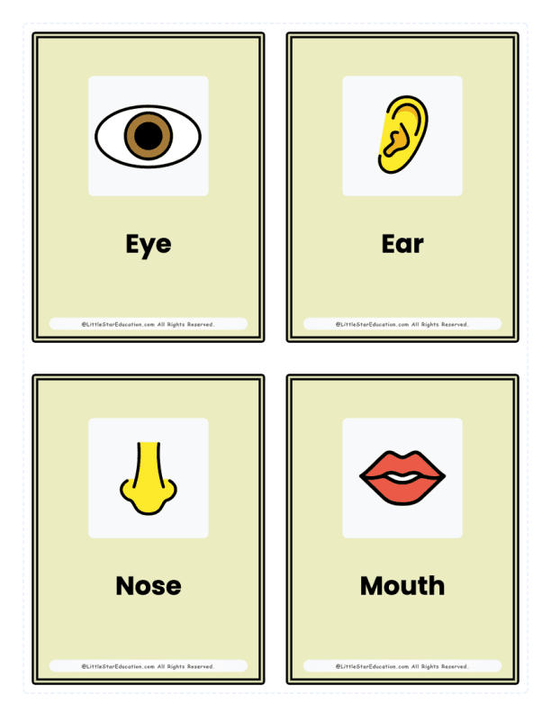 Kindergarten Body Parts Flash Cards