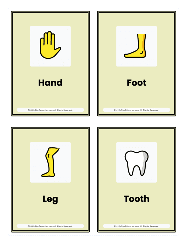 Kindergarten Body Parts Flash Cards