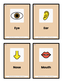 Pre K Body Parts Flash Cards thumbnail 1