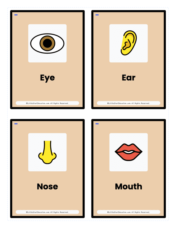 Pre K Body Parts Flash Cards