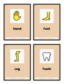Pre K Body Parts Flash Cards thumbnail 2