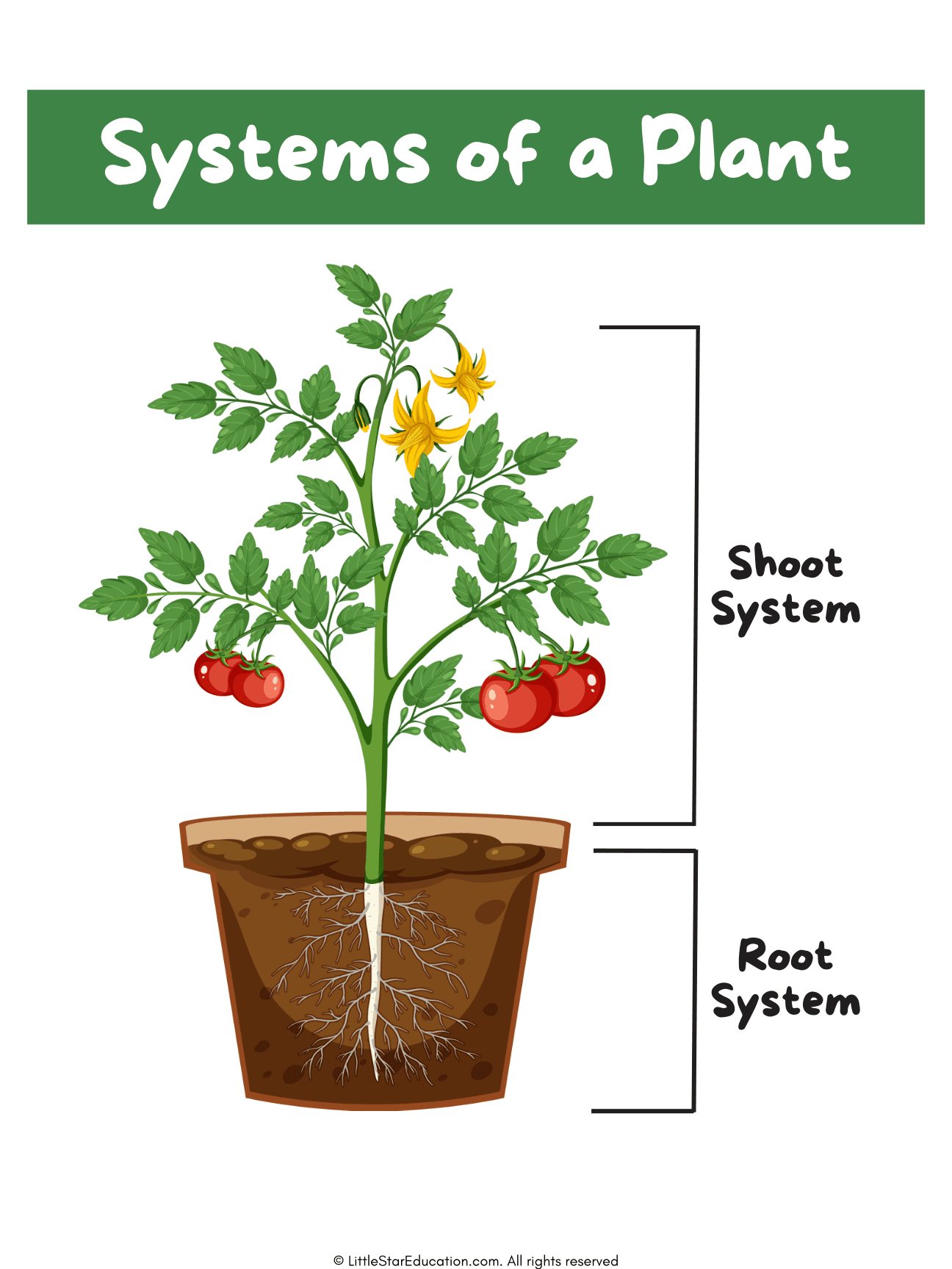 Parts and Needs of a Plant Poster