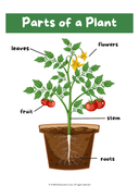 Parts and Needs of a Plant Poster thumbnail 2