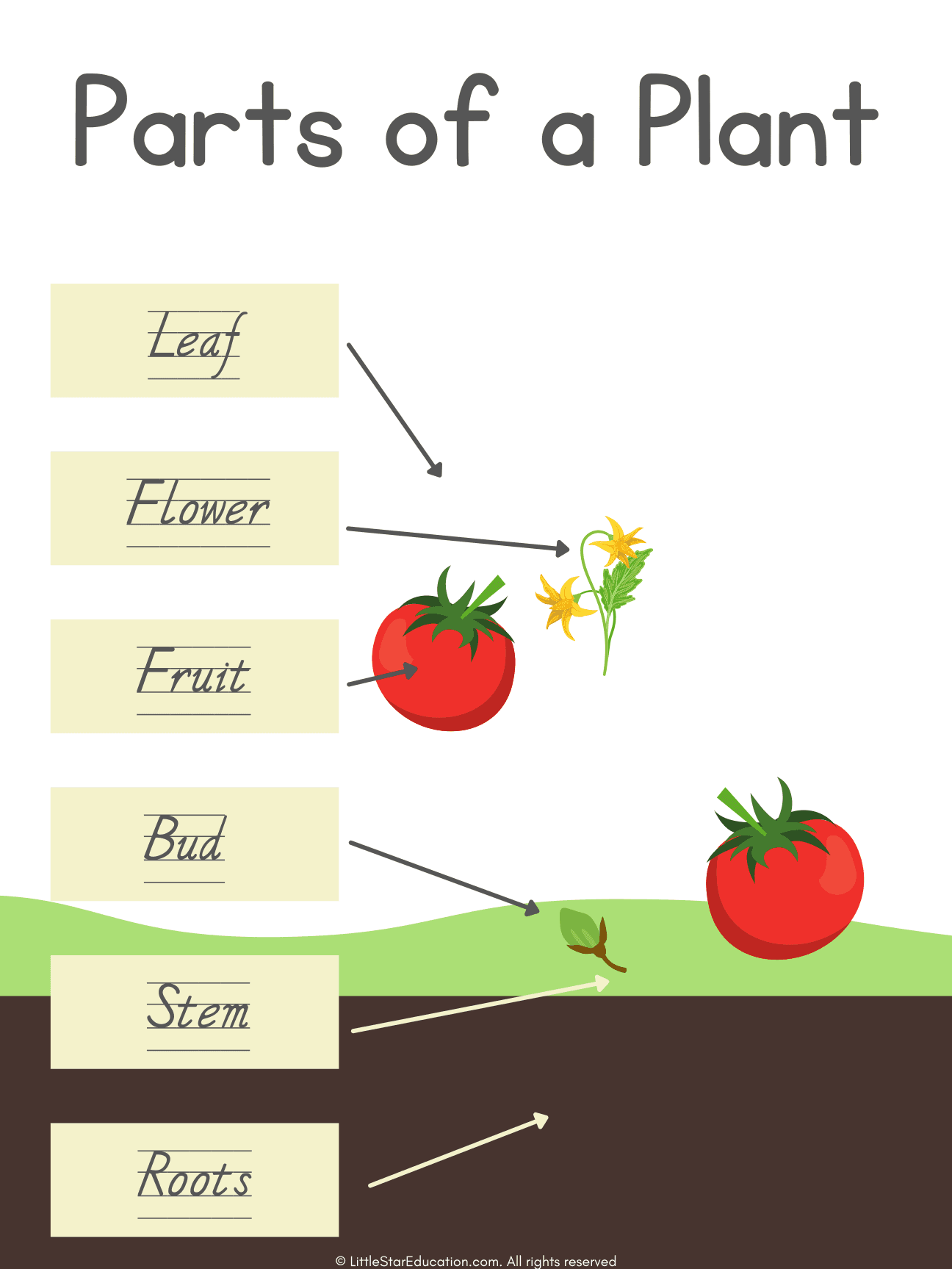 Parts of a Plant Display Poster