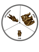 Bear Life Cycle Activities & Workbook for Students thumbnail 1
