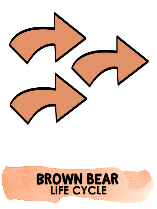 Bear Life Cycle Activities & Workbook for Students