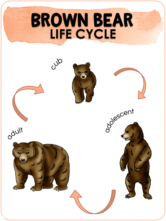 Bear Life Cycle Activities & Workbook for Students