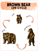 Bear Life Cycle Activities & Workbook for Students thumbnail 11