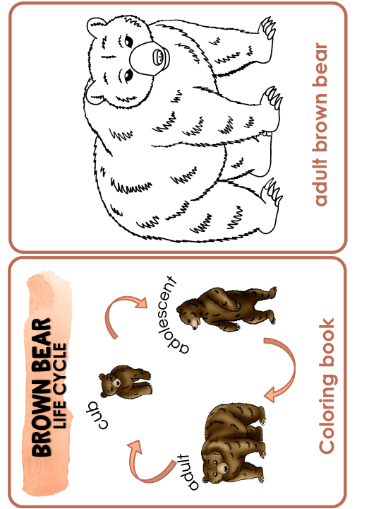 Bear Life Cycle Activities & Workbook for Students