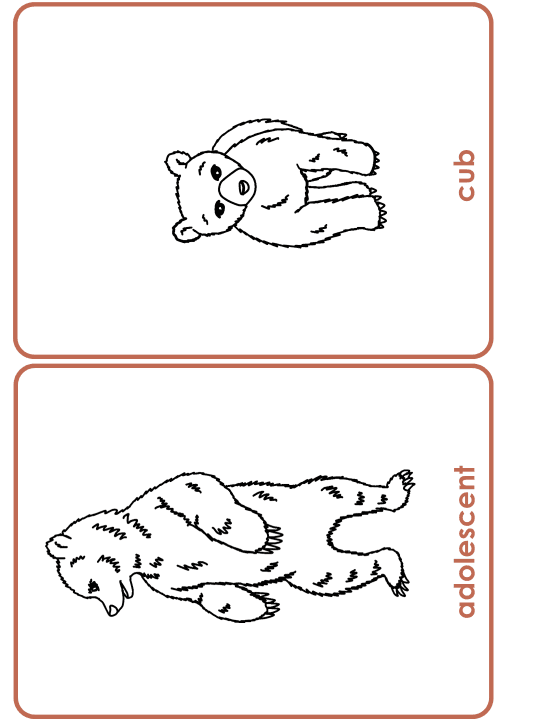 Bear Life Cycle Activities & Workbook for Students