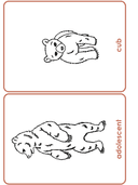 Bear Life Cycle Activities & Workbook for Students thumbnail 15