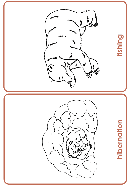 Bear Life Cycle Activities & Workbook for Students