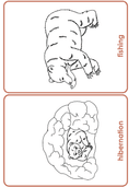 Bear Life Cycle Activities & Workbook for Students thumbnail 16