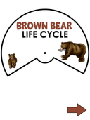 Bear Life Cycle Activities & Workbook for Students thumbnail 2