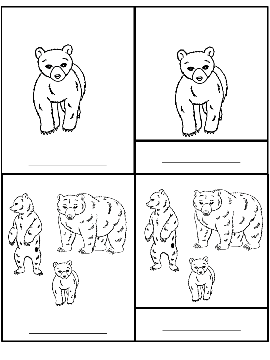 Bear Life Cycle Activities & Workbook for Students