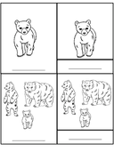 Bear Life Cycle Activities & Workbook for Students thumbnail 21