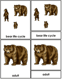 Bear Life Cycle Activities & Workbook for Students thumbnail 3