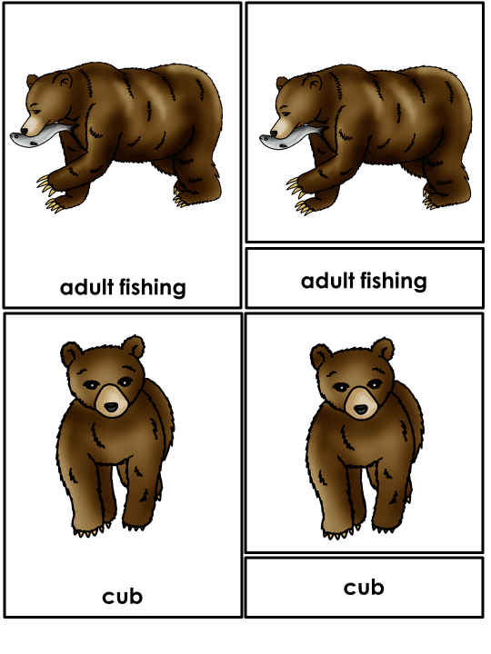 Bear Life Cycle Activities & Workbook for Students