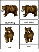 Bear Life Cycle Activities & Workbook for Students thumbnail 4