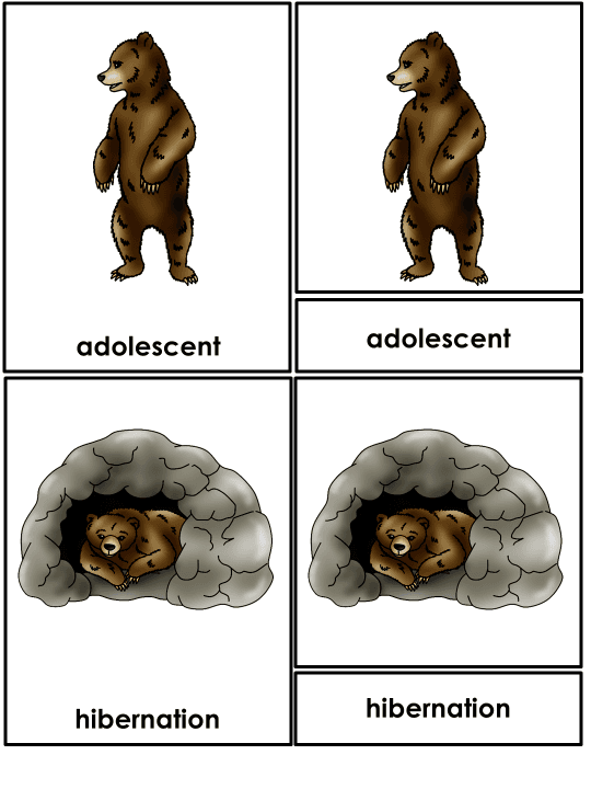 Bear Life Cycle Activities & Workbook for Students