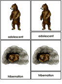 Bear Life Cycle Activities & Workbook for Students thumbnail 5