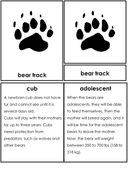 Bear Life Cycle Activities & Workbook for Students thumbnail 7