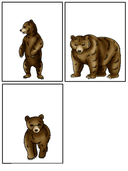 Bear Life Cycle Activities & Workbook for Students thumbnail 9