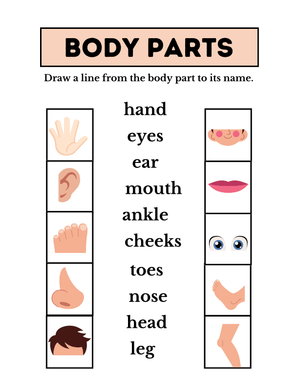 Body Parts Worksheet