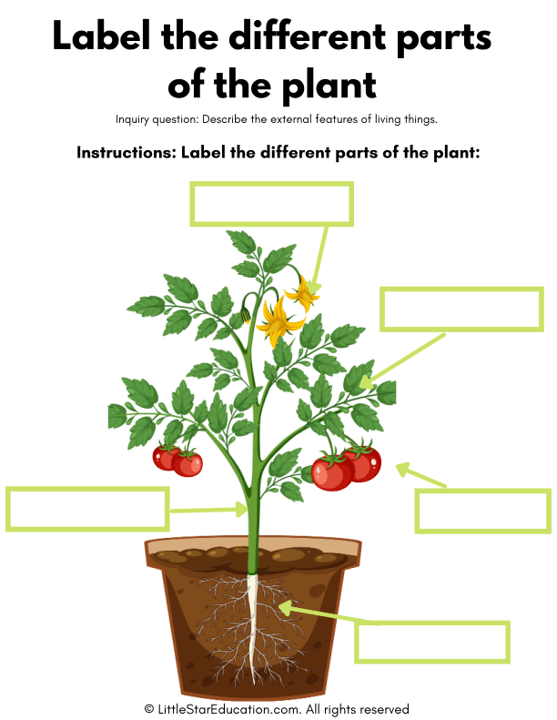 Label the Different Parts of the Plant