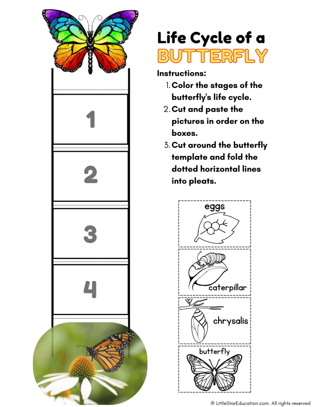 Life Cycle of a Butterfly Worksheet