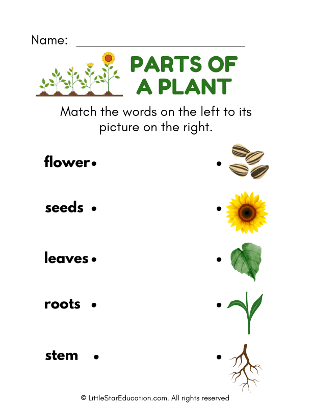 Parts of a Plant Matching Type Worksheet