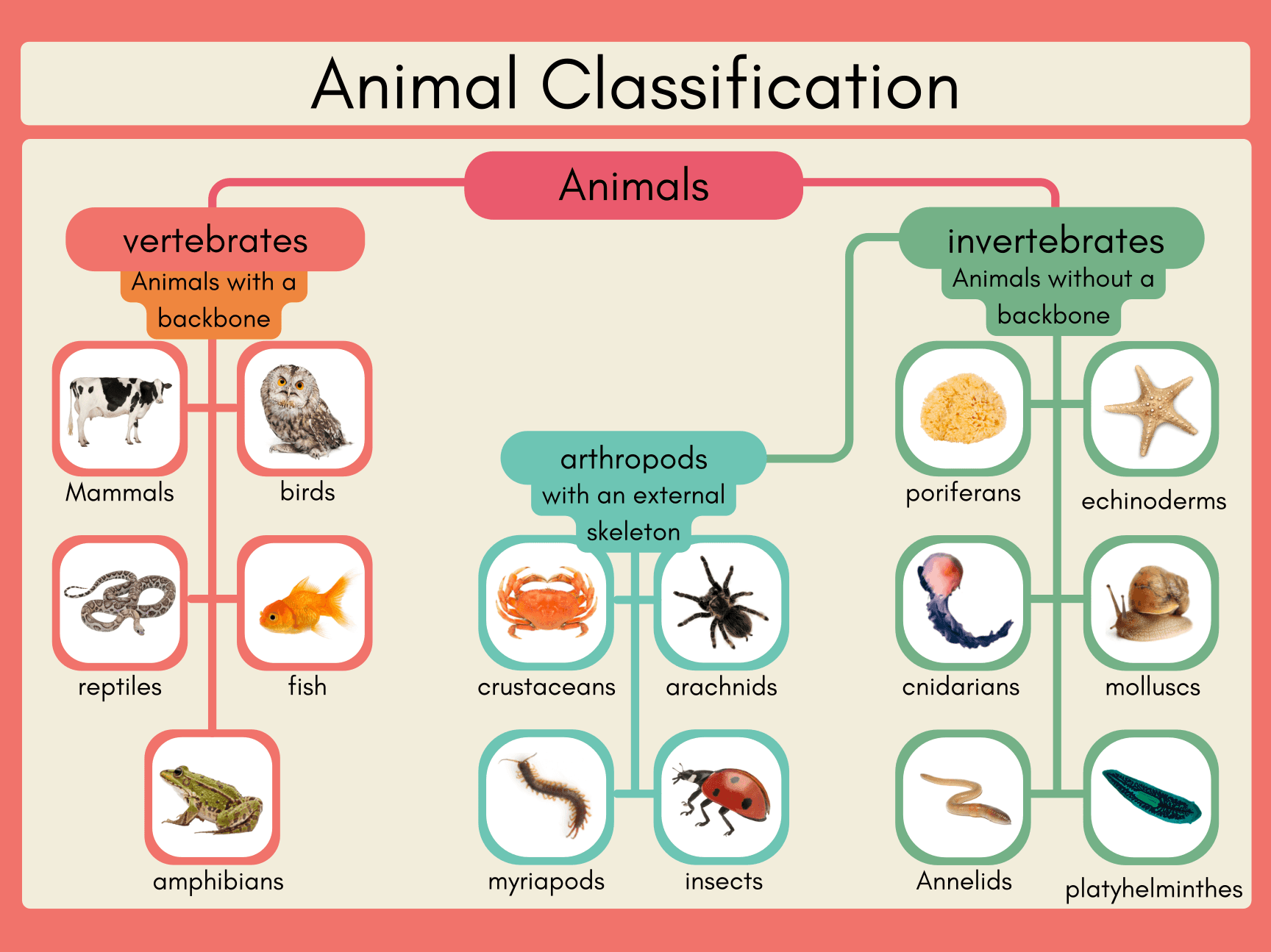 Vertebrates and Invertebrates Classification Classroom Poster