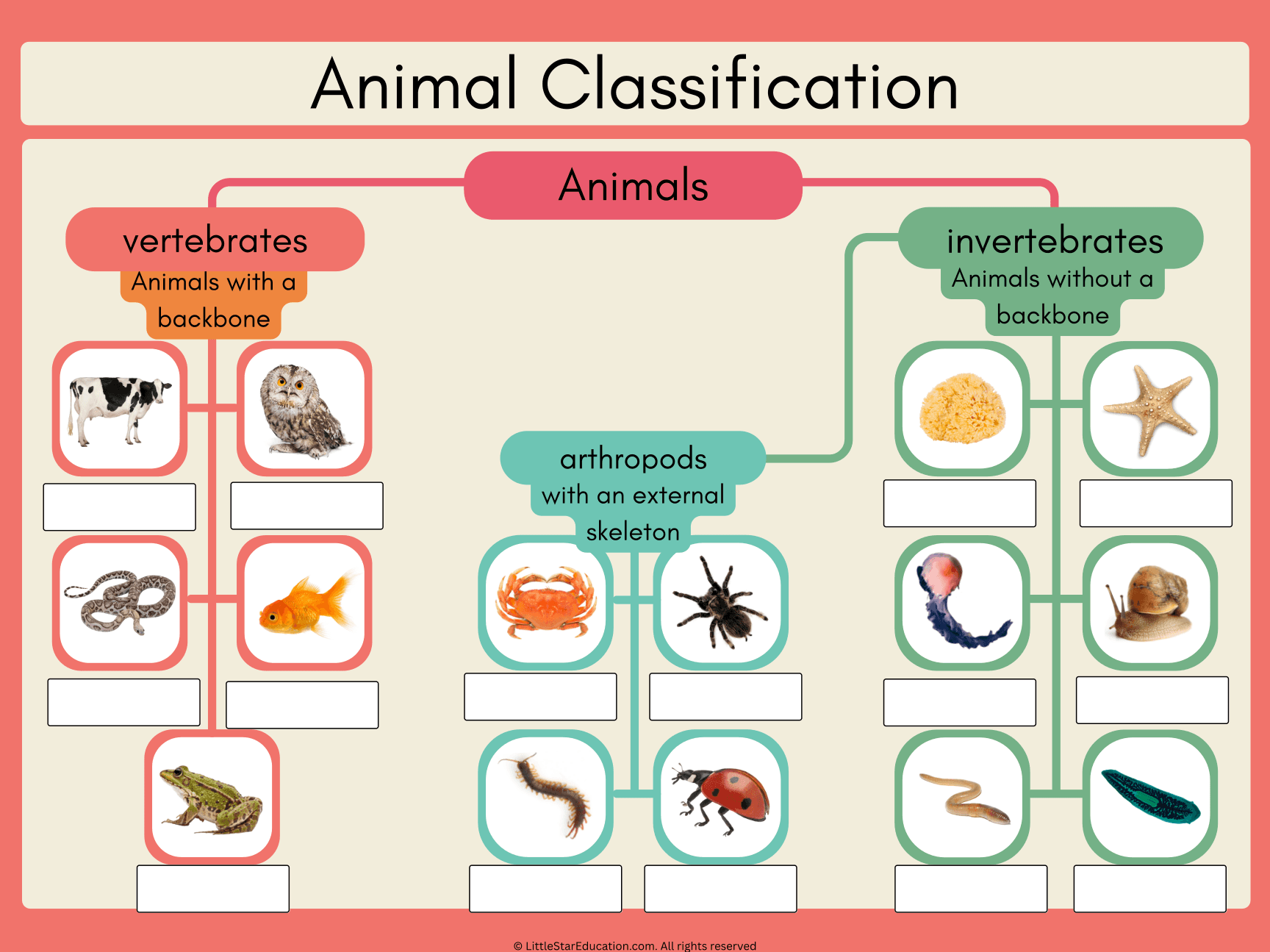 Vertebrates and Invertebrates Classification Classroom Poster