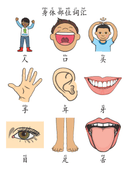 Chinese:  身体部位识字练习册 Chinese Body Parts Vocabulary and Writing Practice for Kids thumbnail 2