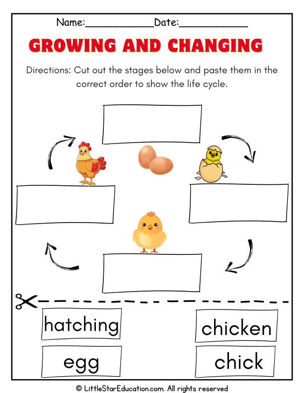 Chicken Life Cycle Cut and Paste for Early Science Skills