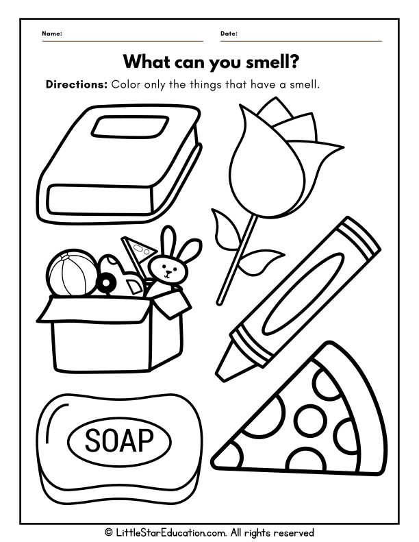 Exploring the Five Senses: Smelling Objects Science for Pre-K