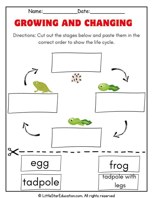 Frog Life Cycle Sequencing for Kindergarten Science