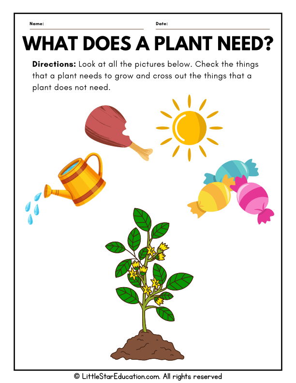 Plant Needs Sorting for Early Science Learners