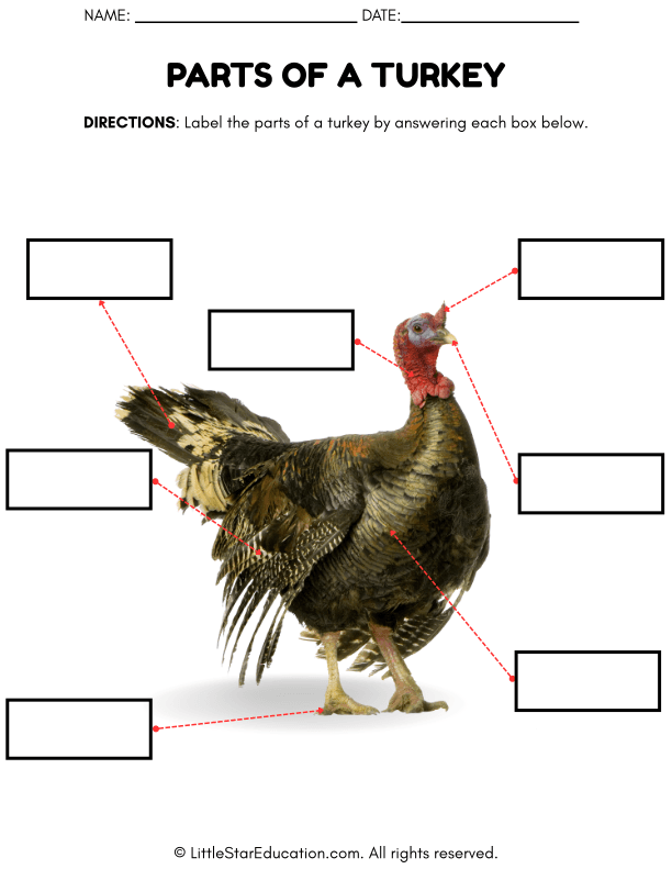Turkey Body Parts Labeling for Early Science Learners