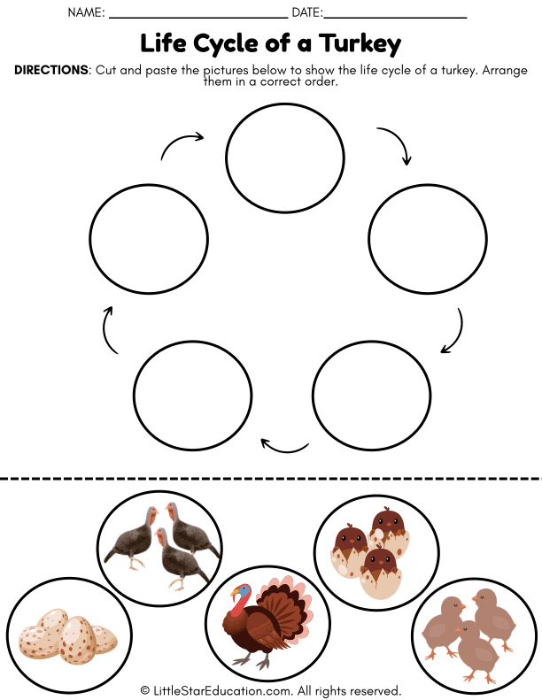 Turkey Life Cycle Cut and Paste Science for Early Learners