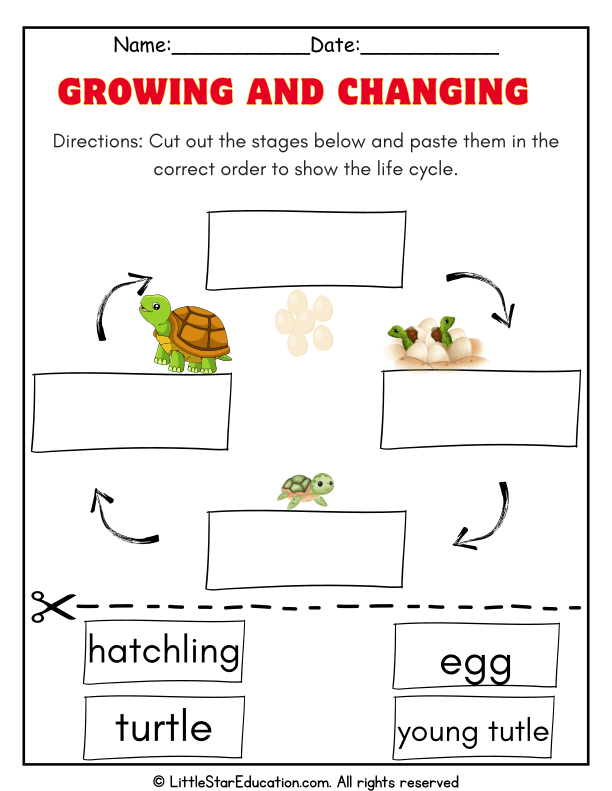 Turtle Life Cycle Sequencing for Kindergarten Science