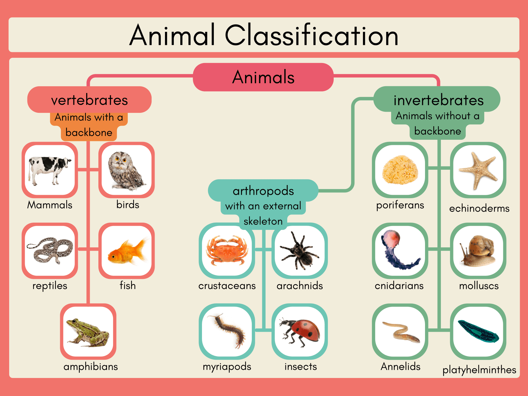 Vertebrates and Invertebrates Classification